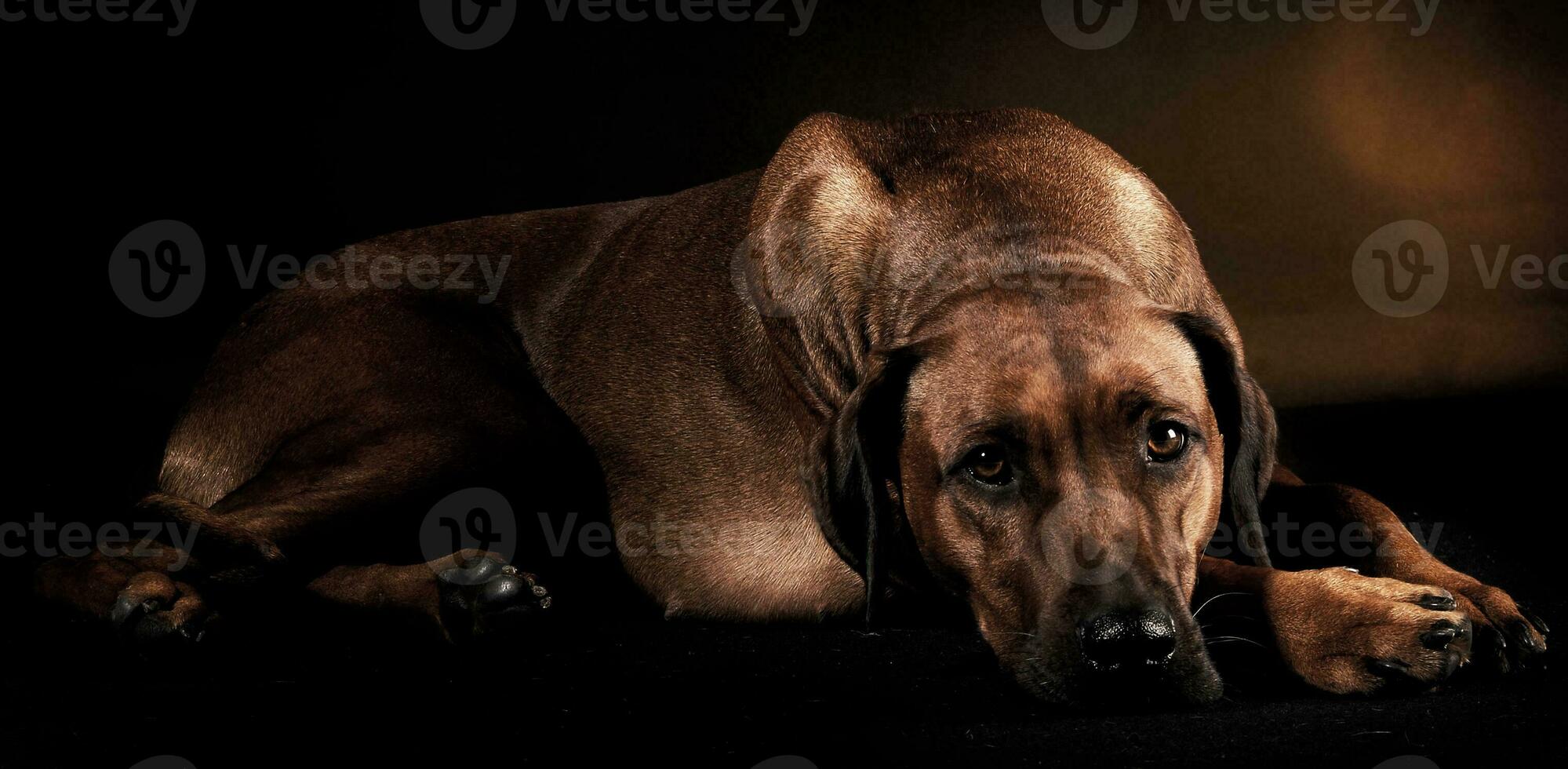 Beautiful rhodesian ridgeback in a dark photo studio