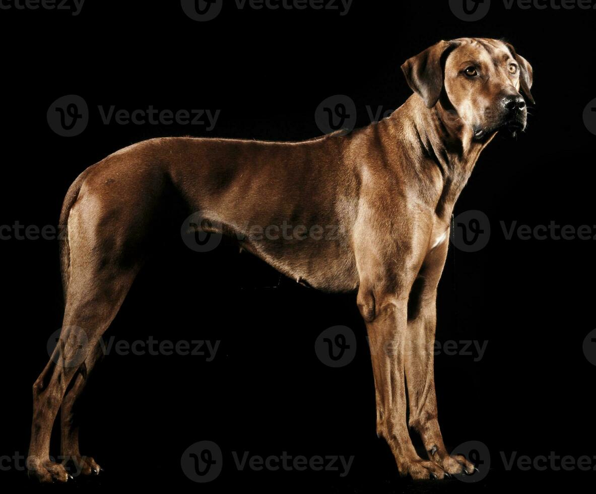 Beautiful rhodesian ridgeback in a dark photo studio