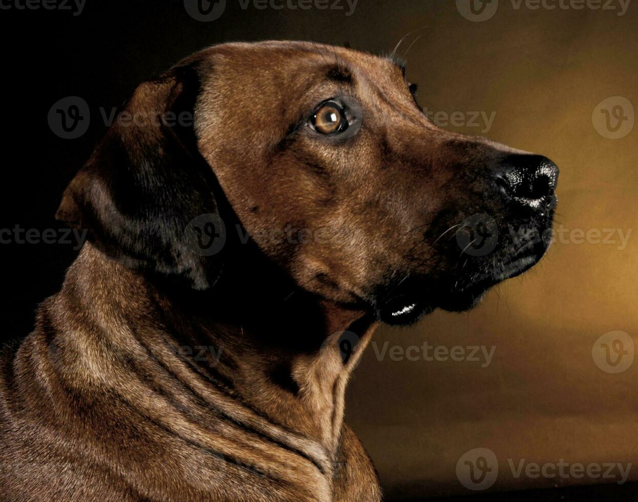 Beautiful rhodesian ridgeback in a dark photo studio