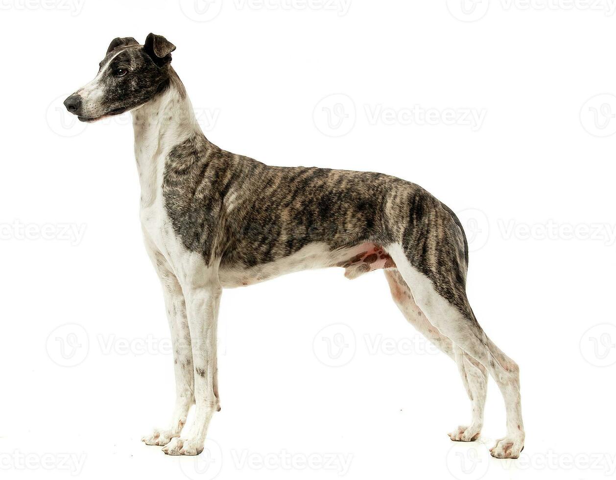 Hungarian greyhound standard in a white studio photo