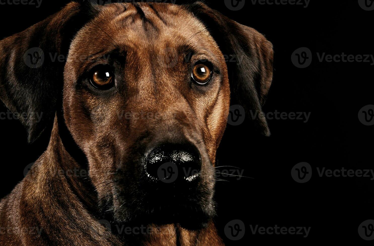 Beautiful rhodesian ridgeback in a dark photo studio