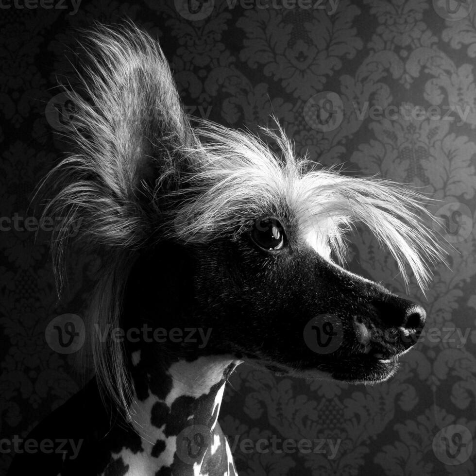 Chinese crested dog head portrait indor photo