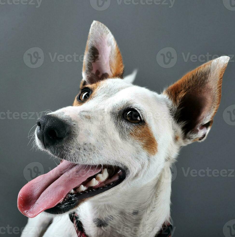 mezclado raza contento perro retrato en gris antecedentes foto