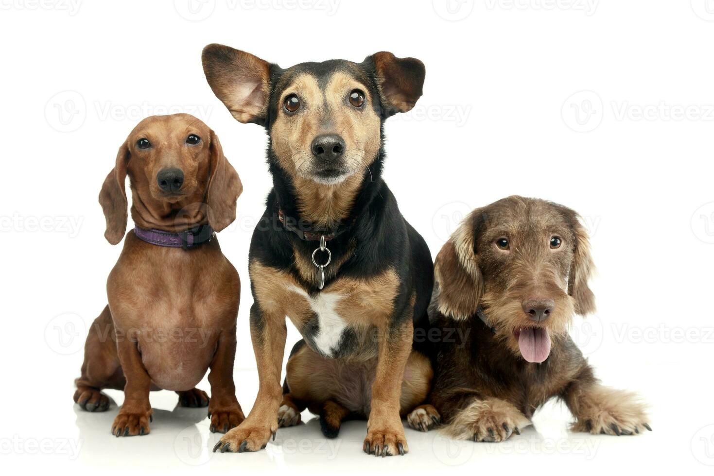 estudio Disparo de dos adorable perro tejonero y un mezclado raza perro foto