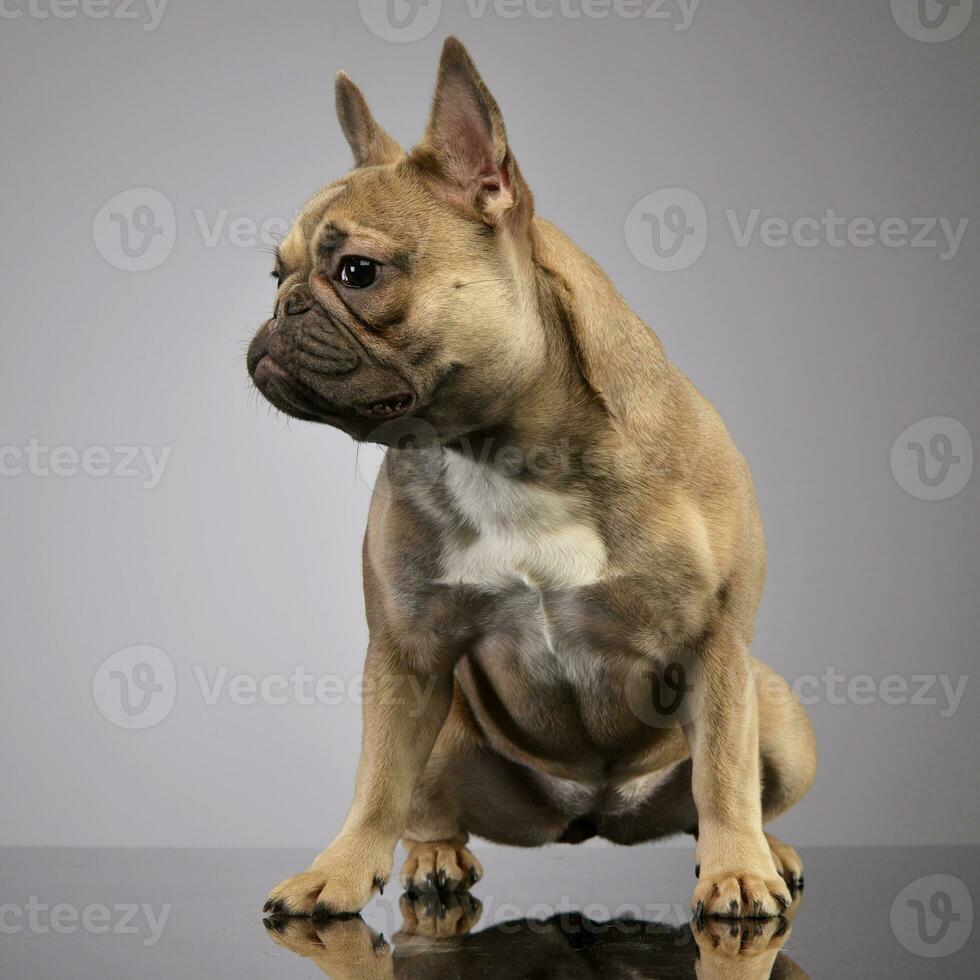 Studio shot of an adorable French bulldog photo