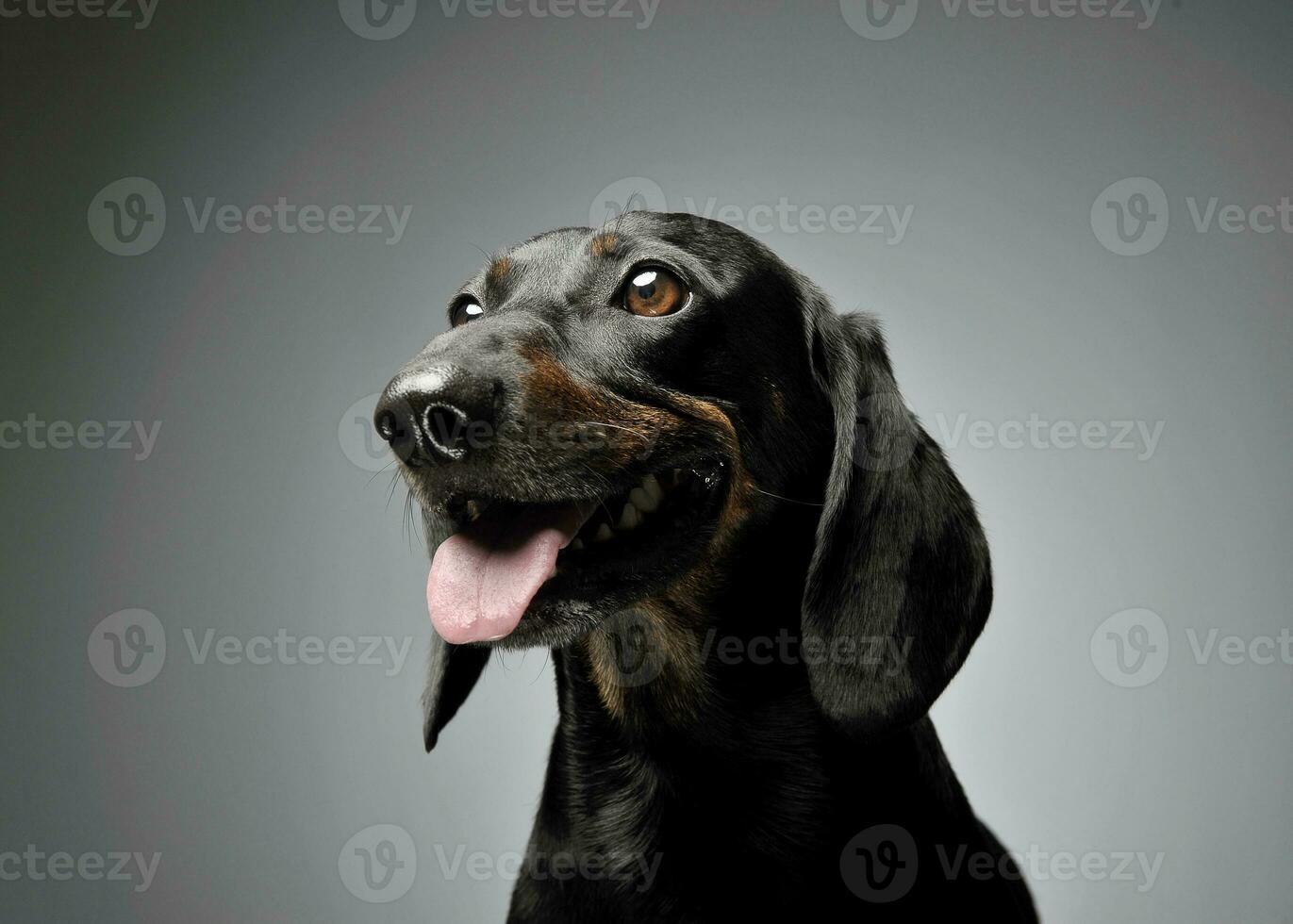 retrato de un adorable perro tejonero mirando curiosamente foto