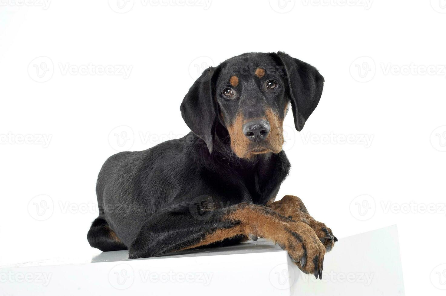 Studio shot of an adorable Erdelyi kopo looking curiously at the camera photo