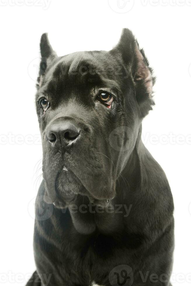 Portrait of a lovely cane corso puppy photo