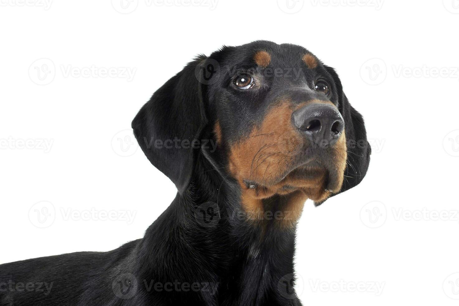 Studio shot of an adorable ans curoius Erdelyi kopo dog photo