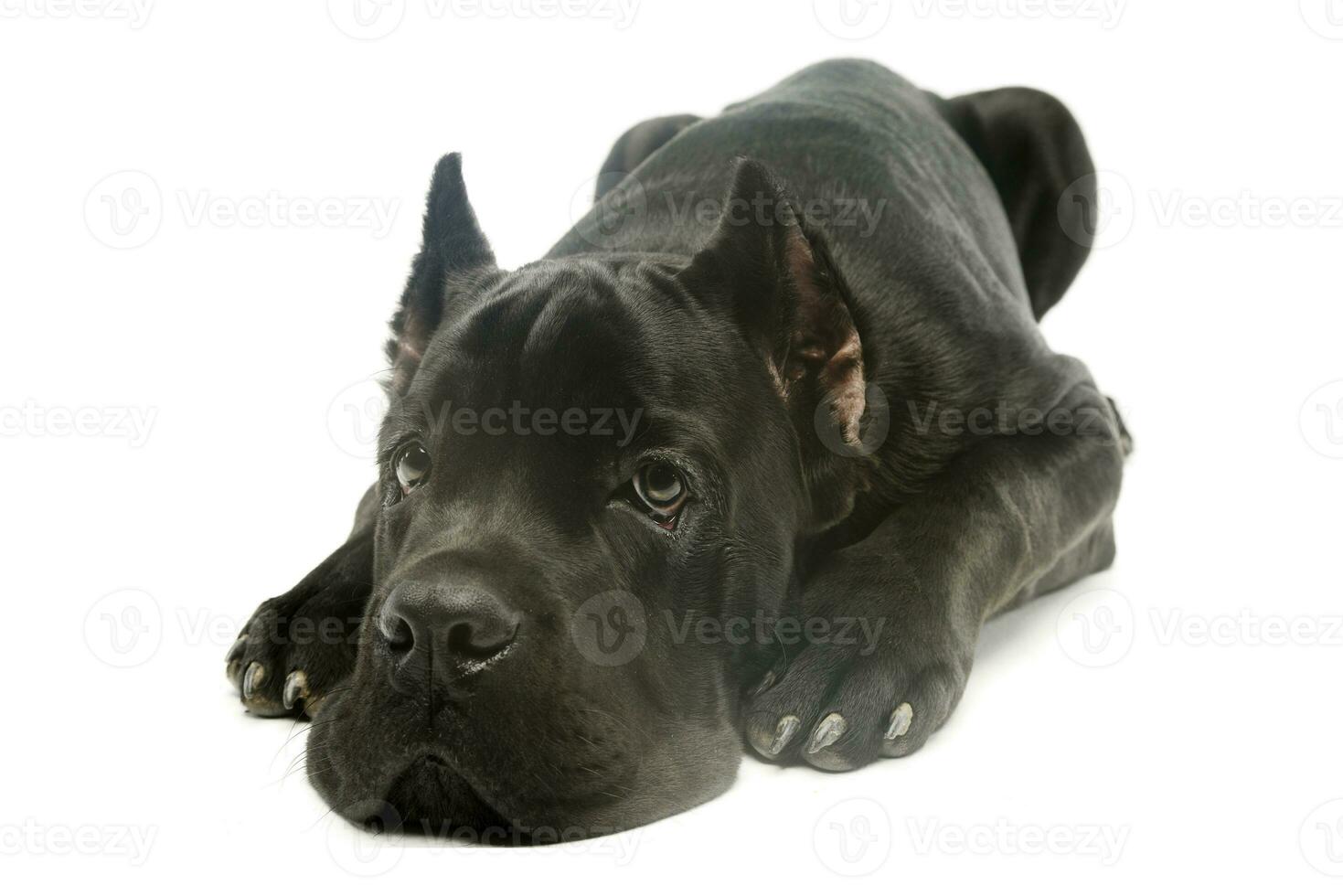 Studio shot of a lovely cane corso puppy photo