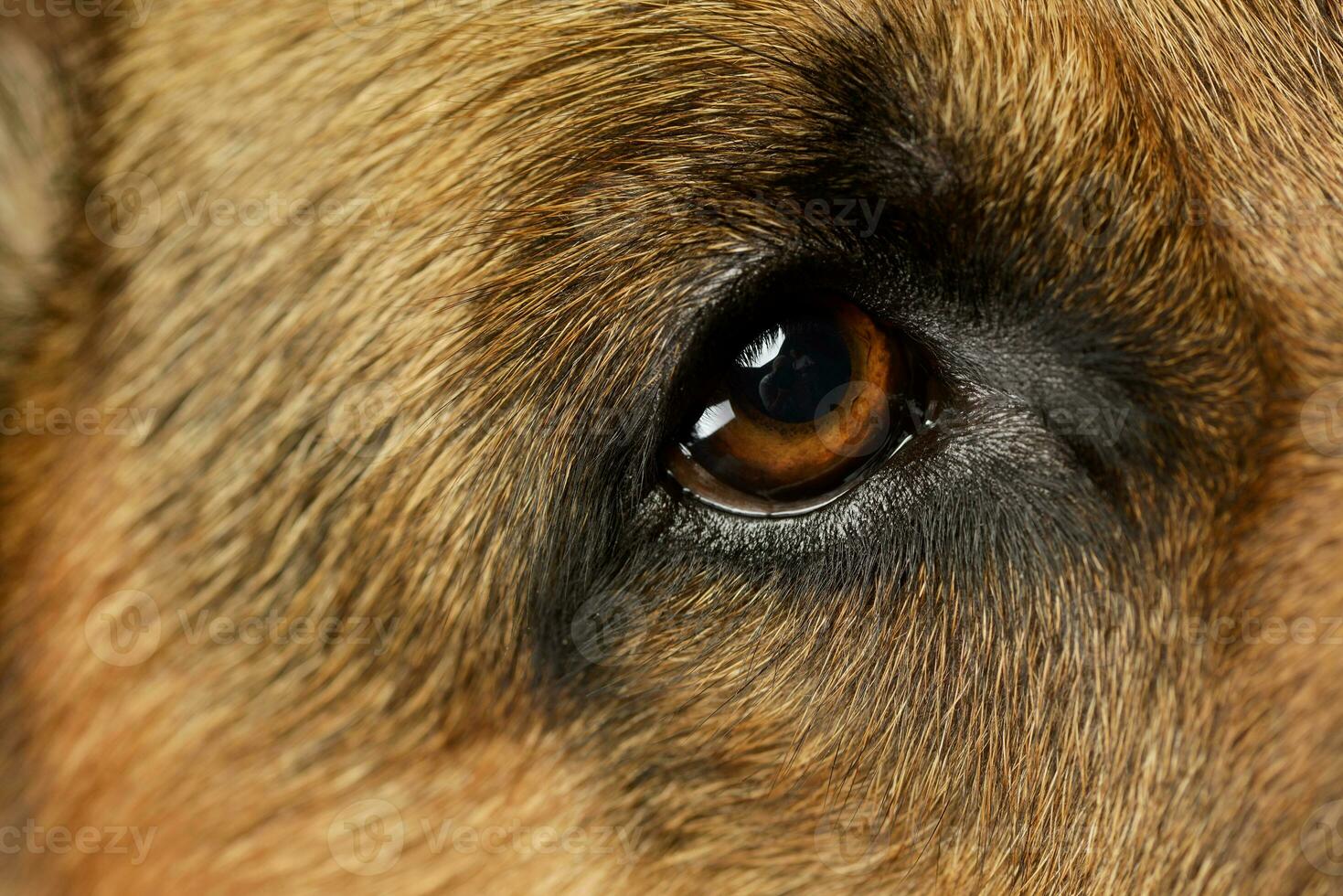 Closeup of a beautiful German shepherd photo