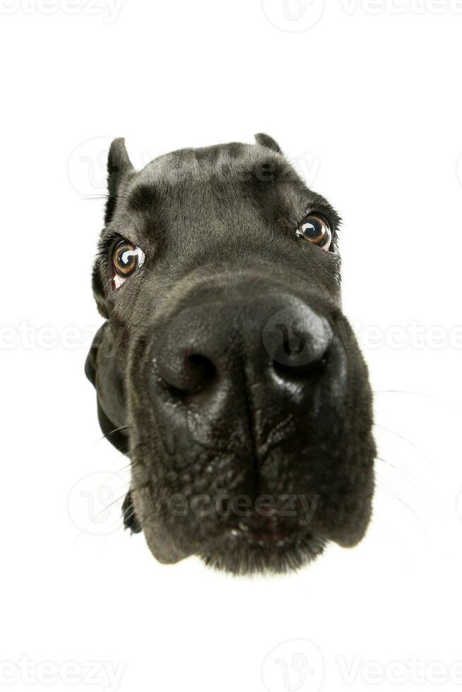 Studio shot of a lovely cane corso puppy photo