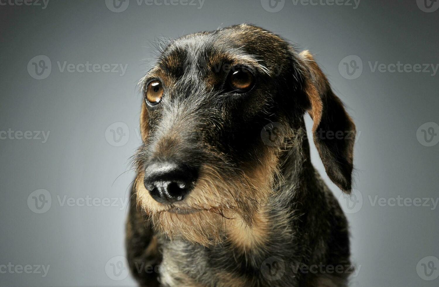 Portrait of an adorable Dachshund looking seriously photo