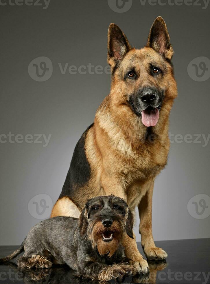 An adorable wire haired Dachshund and a German shepherd dog photo