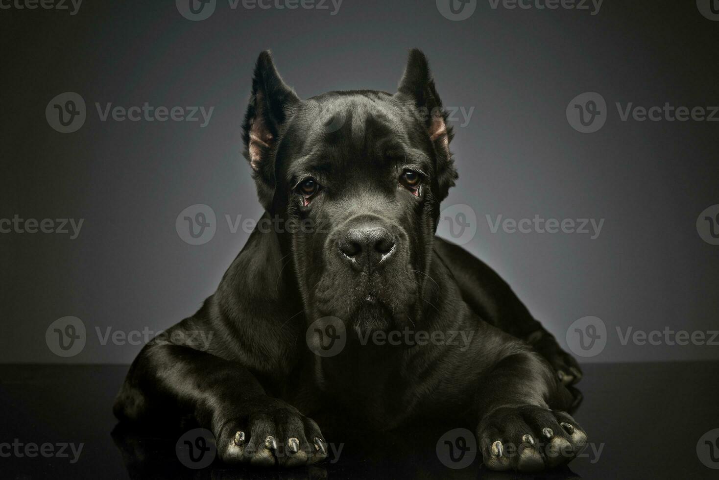 Studio shot of a lovely cane corso puppy photo