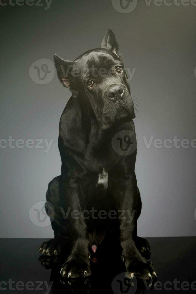 Studio shot of a lovely cane corso puppy photo