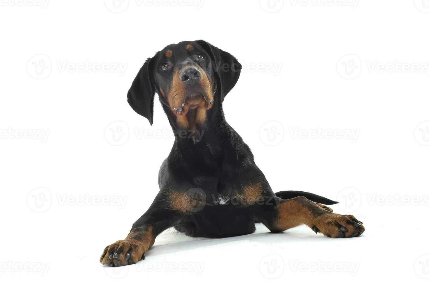 Studio shot of an adorable ans curoius Erdelyi kopo dog photo