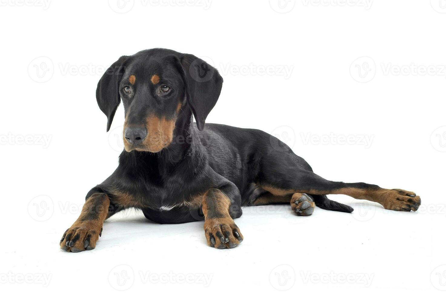 Studio shot of an adorable ans curoius Erdelyi kopo dog photo