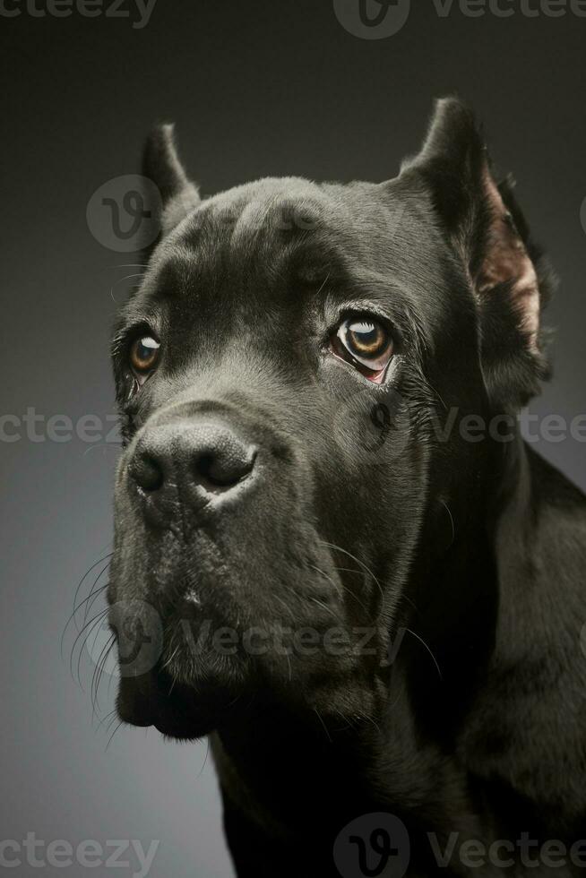 Portrait of a lovely cane corso puppy photo