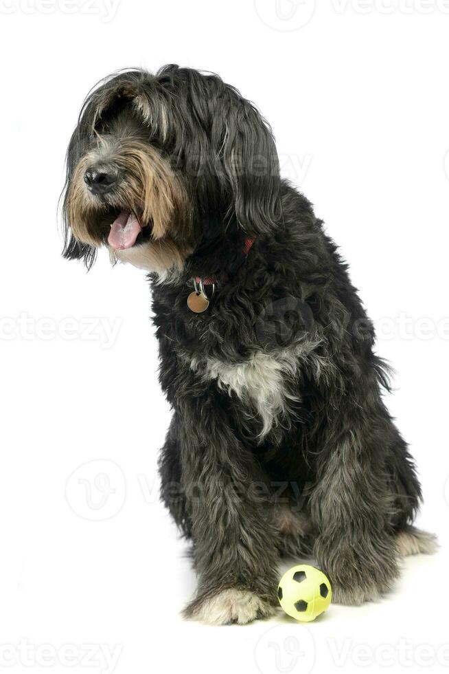 mixed breed dog playing with ball in a white studio photo