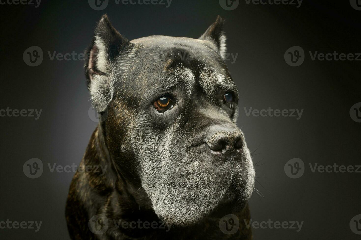 Portrait of a lovely cane corso photo