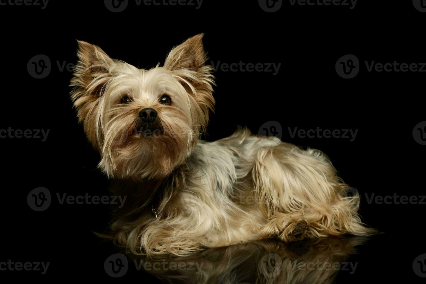 Studio shot of an adorable Yorkshire Terrier photo