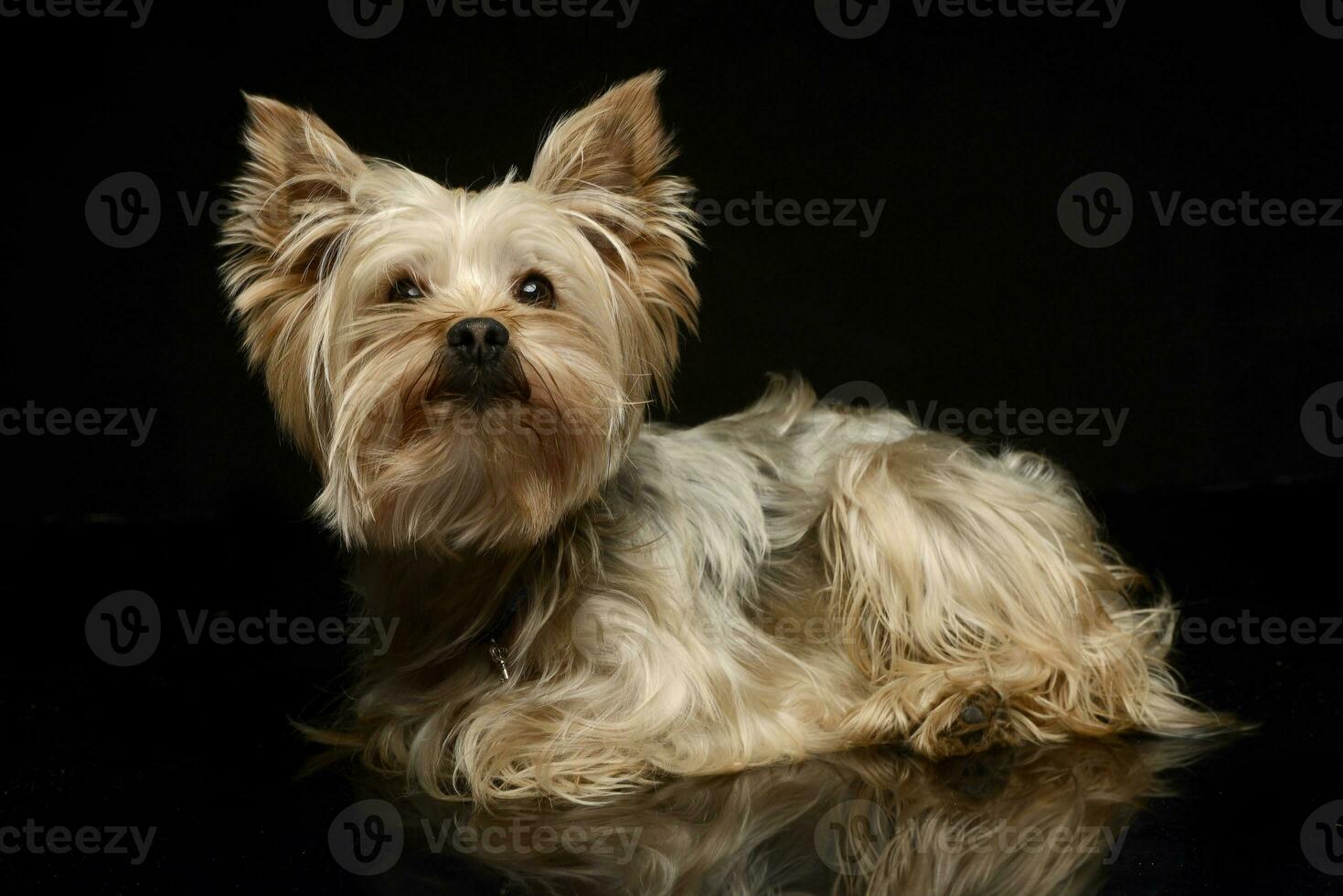 Yorkshire Terrier in a studio, dark background and shiny floor photo