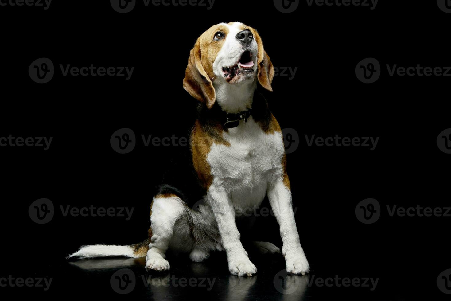 Studio shot of an adorable Beagle photo