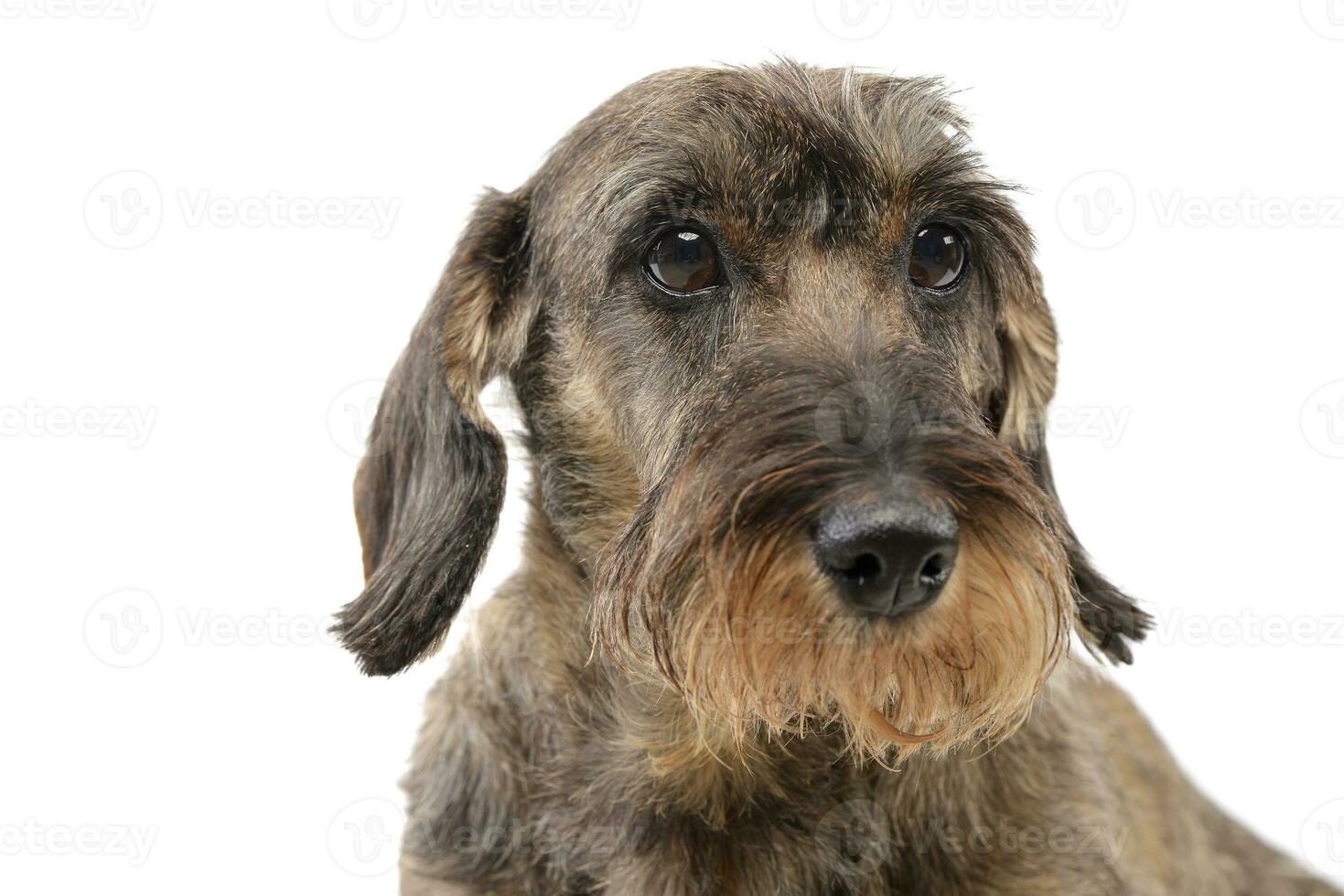 Portrait of an adorable Dachshund photo