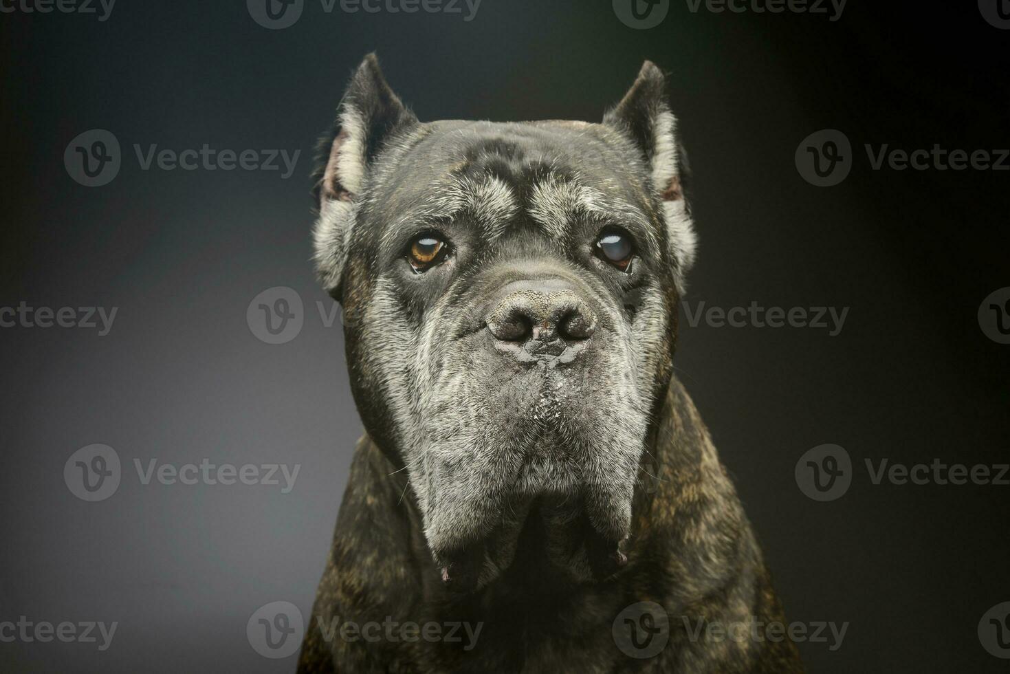 Portrait of a lovely cane corso photo