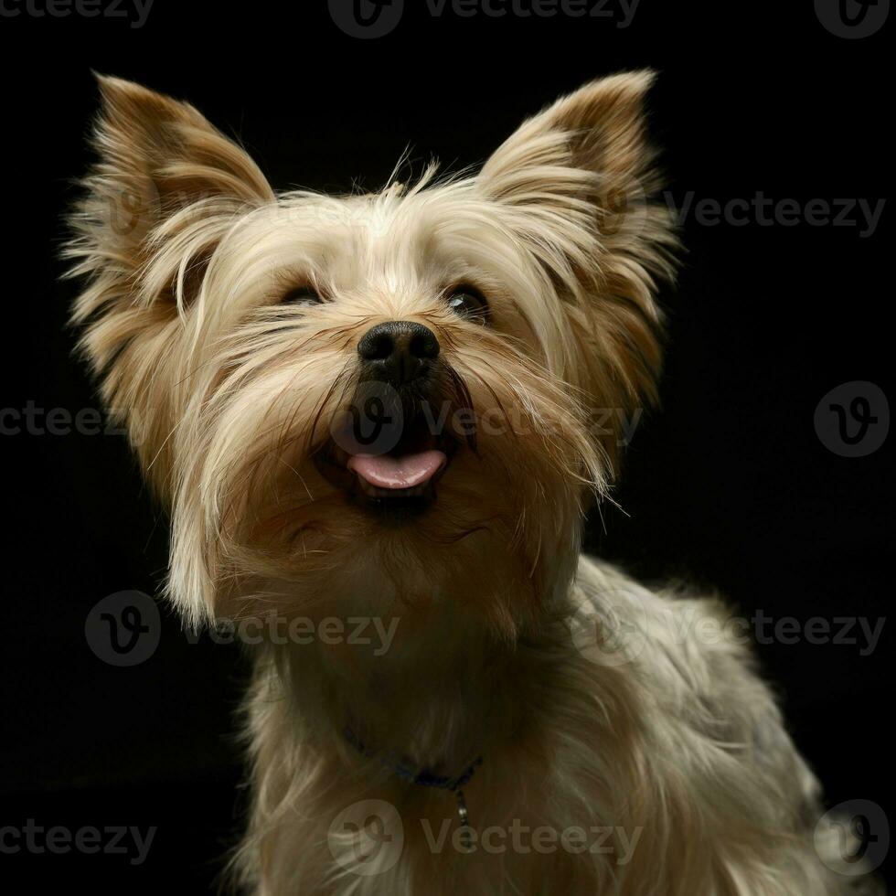 Yorkshire Terrier looking up in a studio photo