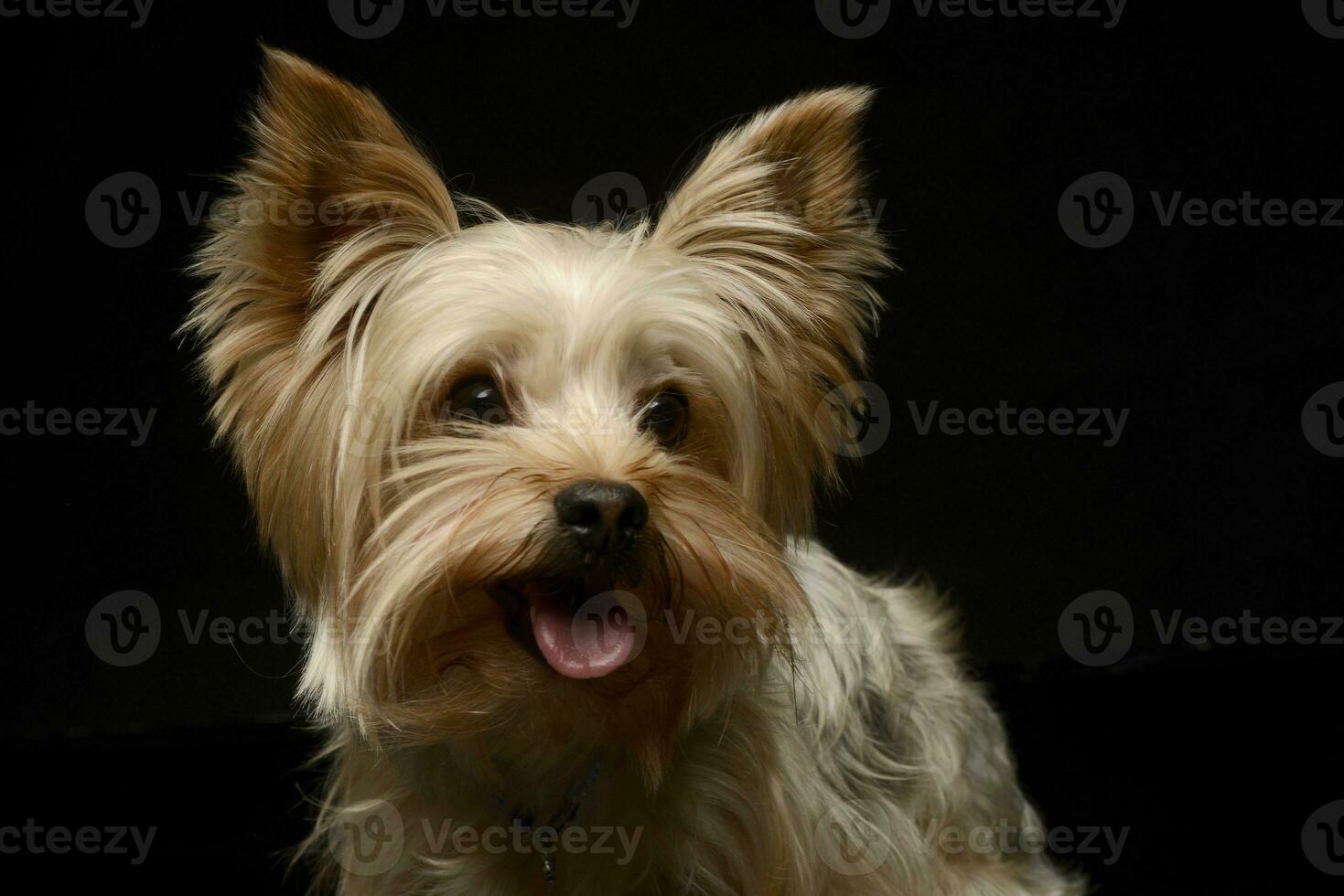Happy Yorkshire Terrier smiling in a studio shoot photo