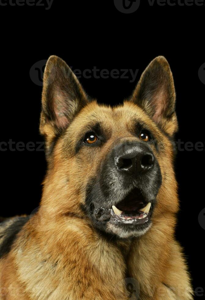 Portrait of an adorable german shepherd dog photo