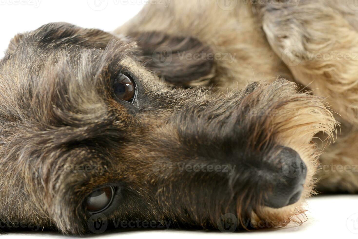 Portrait of an adorable Dachshund photo