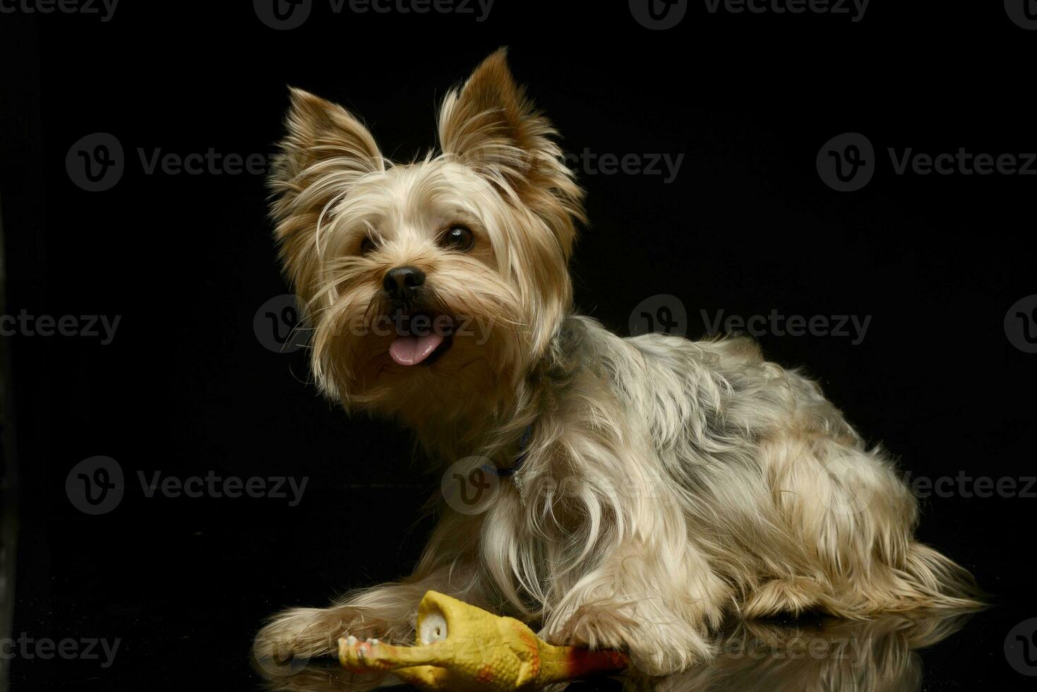 Yorkshire Terrier plays  with a toy chicken in studio photo