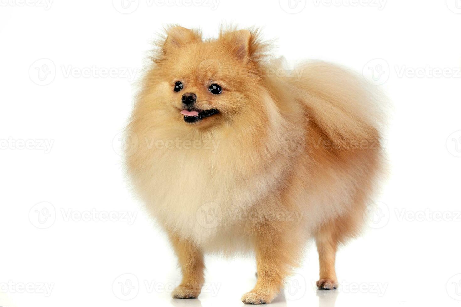 Studio shot of an adorable Pomeranian dog photo