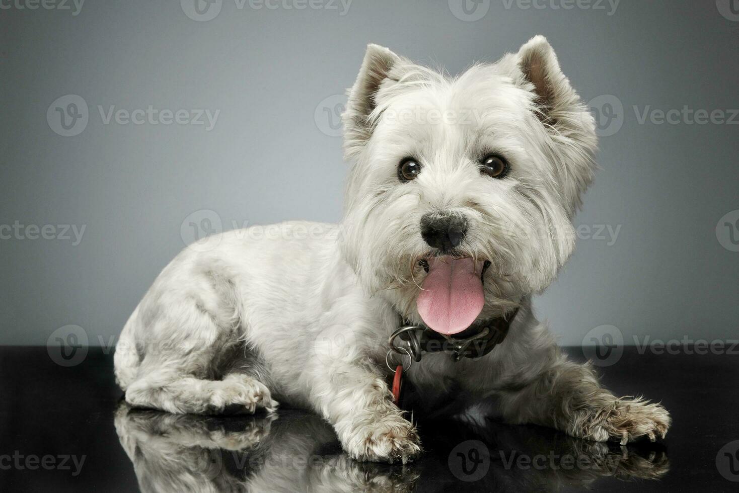 Oeste tierras altas blanco terrier acostado en el brillante suelo foto