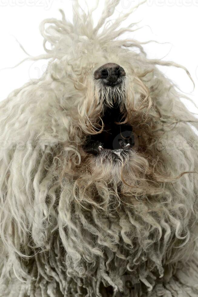 white hungarian puli barking in the studio photo