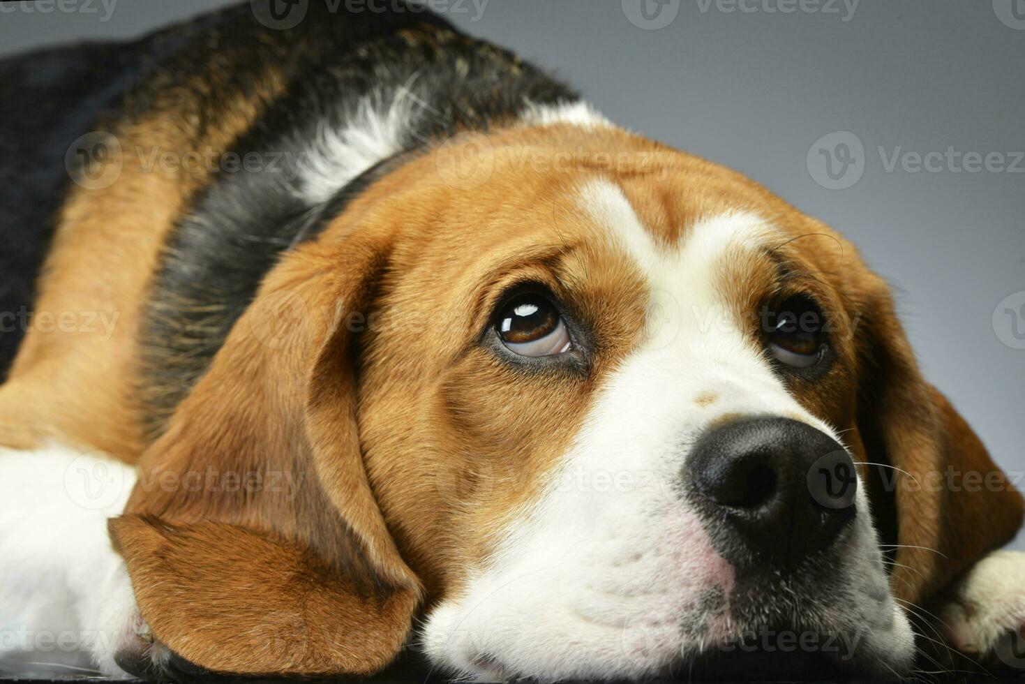 Studio shot of an adorable Beagle photo