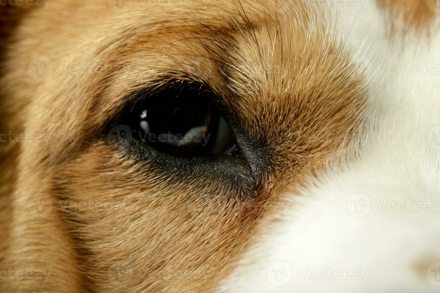 Close shot of an adorable Beagle's eye photo