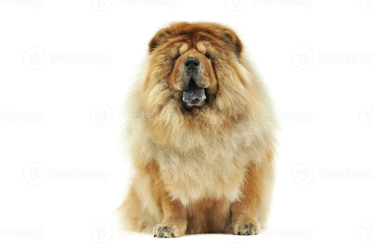 chow chow sitting in a white studio floor photo