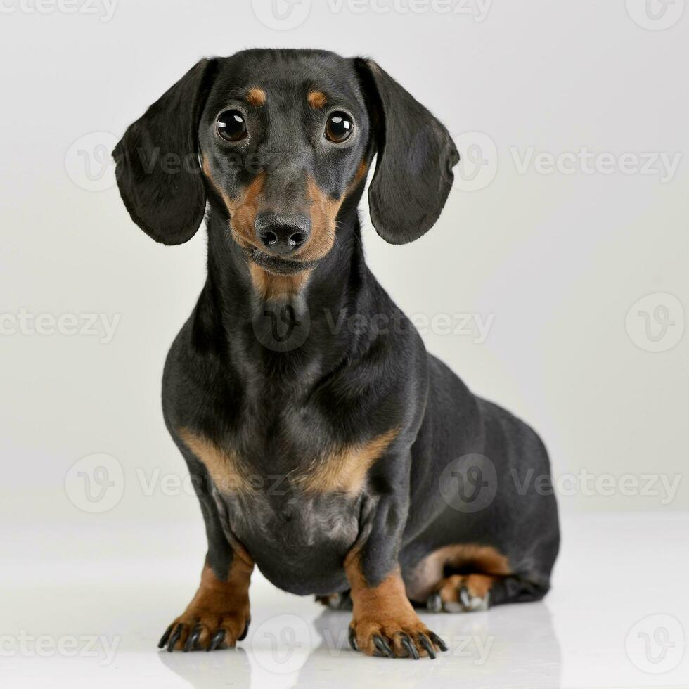 Studio shot of an adorable short haired Dachshund photo