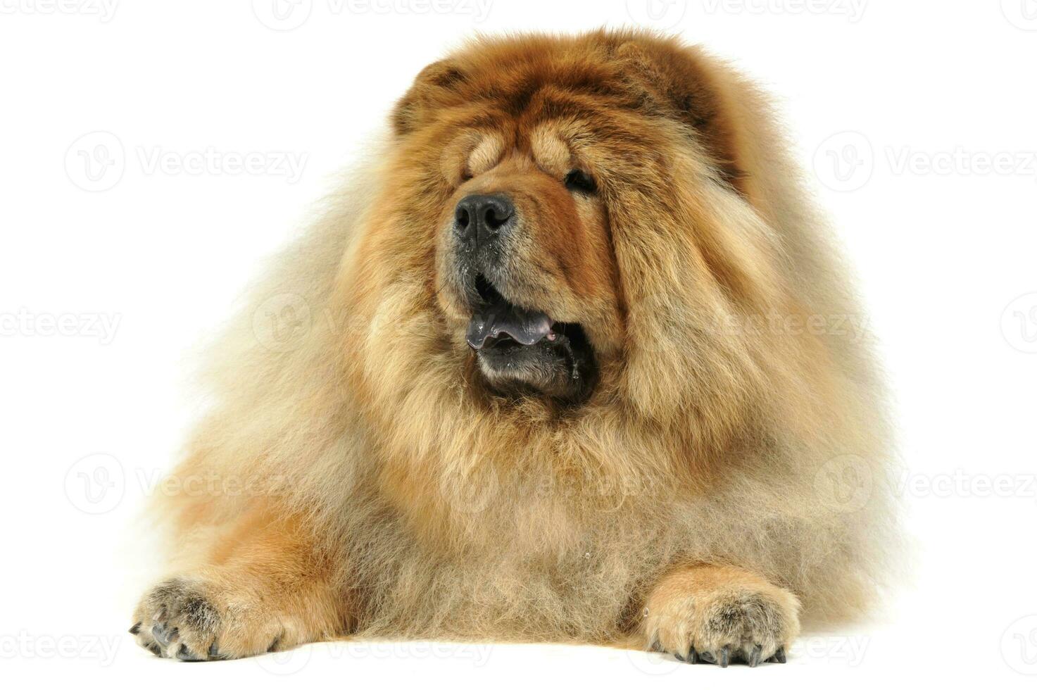 chow chow lying in big white photo studio