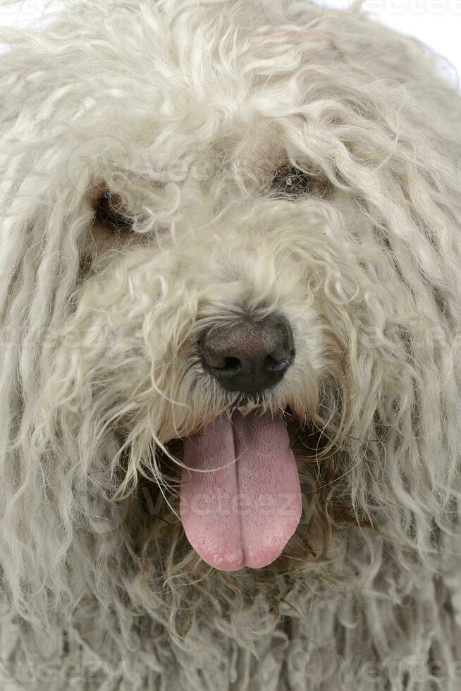 close-up puli portrait in a white studio photo