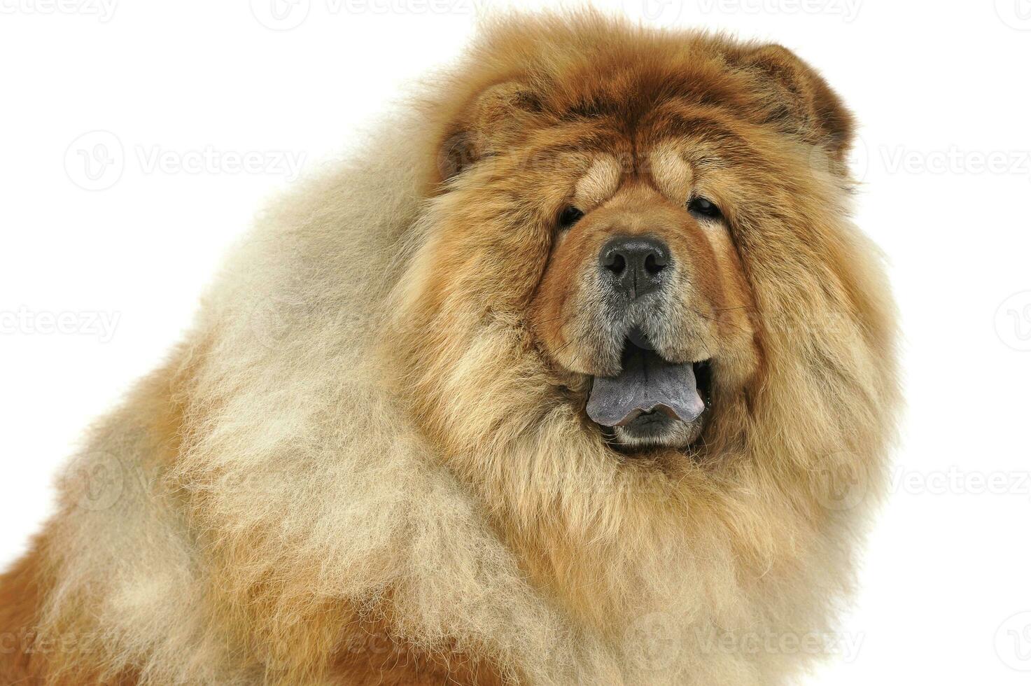 Studio shot of a chow chow dog photo