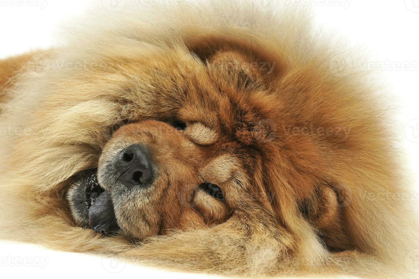 chow chow lying on the ground like a lion photo