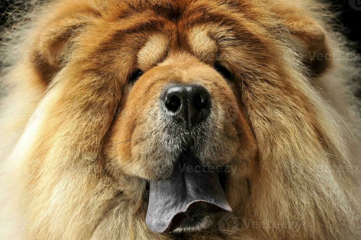 chow chow close-up in a dark background photo