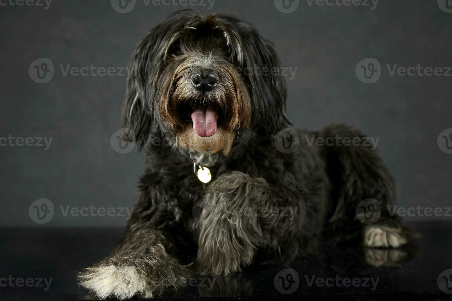 black dog give a hand in a dark studio photo