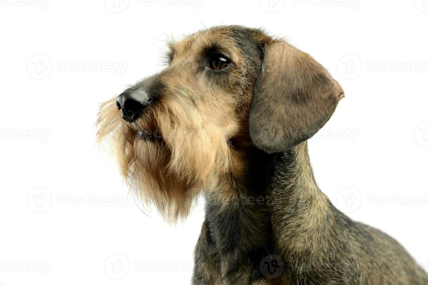 Dachshund waching in a white photo studio