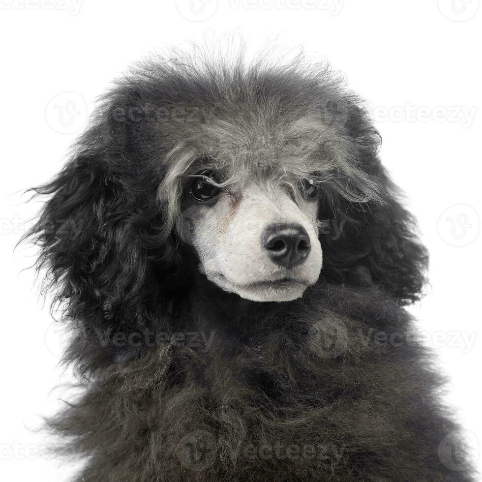 Puppy Poodle portrait in a white background studio photo